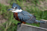 Ringed Kingfisher 4