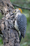 Golden-fronted Woodpecker 3