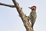 Ladder-backed Woodpecker 2