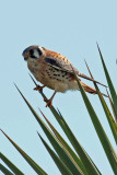 American Kestrel 1