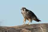 Peregrine Falcon 1