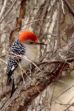 Red-bellied Woodpecker.jpg