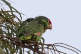 Red-crowned Parrot 2