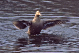 Common Eider 3