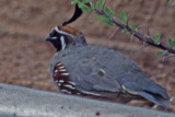 Gambels Quail 3