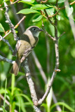 Alder Flycatcher