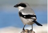 Loggerhead Shrike 1