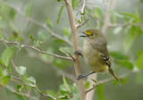 White-eyed Vireo 1