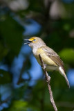 White-eyed Vireo 3