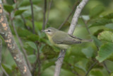 Philadelphia Vireo 1