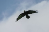 Chihuahuan Raven 2