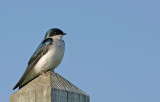 Tree Swallow 1