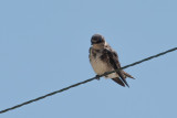 Bank Swallow