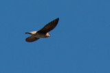 Cave Swallow 2