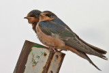 Barn Swallow