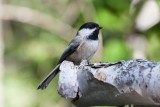 Black-capped Chickadee 2