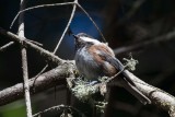 Chestnut-backed Chickadee