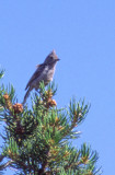 Juniper Titmouse