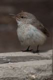 Rock Wren 2