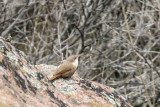 Canyon Wren