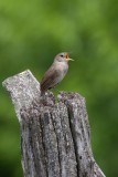 House Wren 2