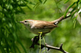 Bewicks Wren 1