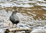 American Dipper 1