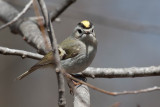 Golden-crowned Kinglet