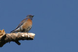 Western Bluebird 1