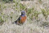 Western Bluebird 2