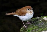 Veery 1