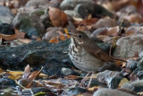 Hermit Thrush 2