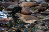 Clay-colored Thrush 2