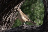 Clay-colored Thrush 4