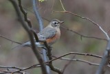 American Robin 2