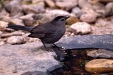 Gray Catbird 1