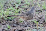 Curve-billed Thrasher 2