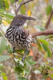 Long-billed Thrasher 3