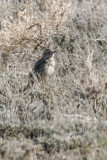 Sage Thrasher 1