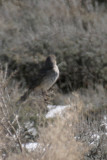 Sage Thrasher 2