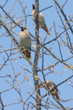 Bohemian Waxwing