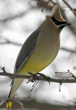 Cedar Waxwing 1