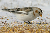 Snow Bunting 1