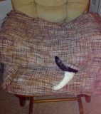Cat Nap Time