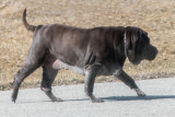 Shar Pei