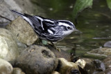 Black  White Warbler 1