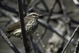 Northern Waterthrush