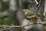 Orange-crowned Warbler 2