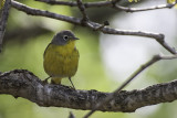 Nashville Warbler