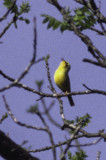 Kentucky Warbler 2